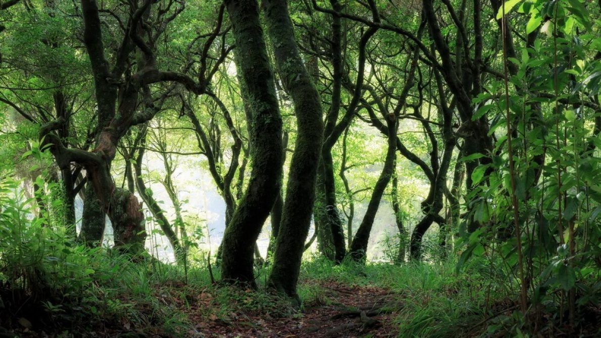 madeira montanaro img2